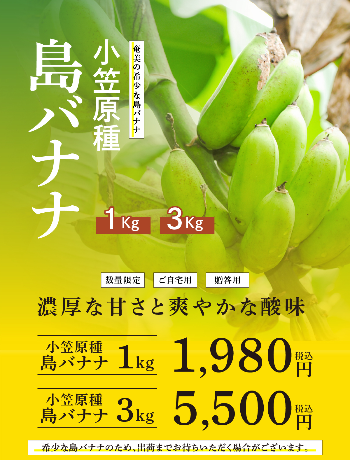 奄美の島バナナ(小笠原種)