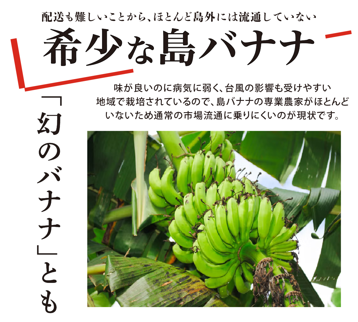 奄美の島バナナ(小笠原種)