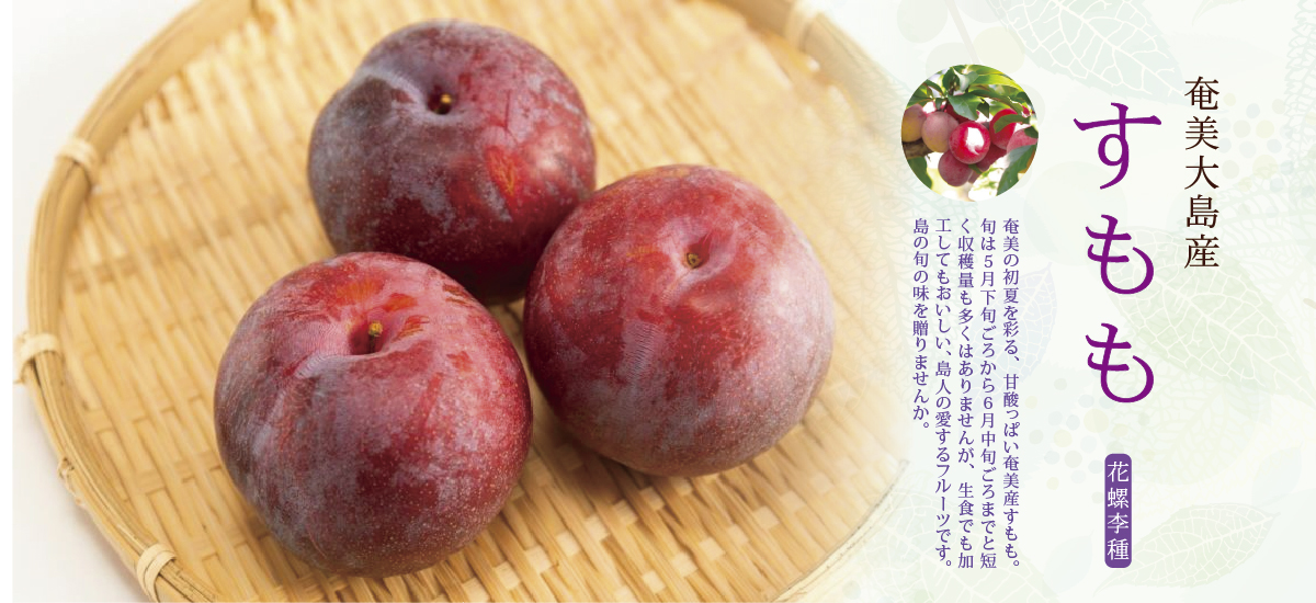 sumomo_2025_PC.jpg