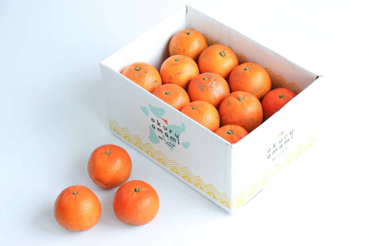 送料無料】奄美産たんかん／おためし用約2.5kg・MS玉 ≪2026年2－3月