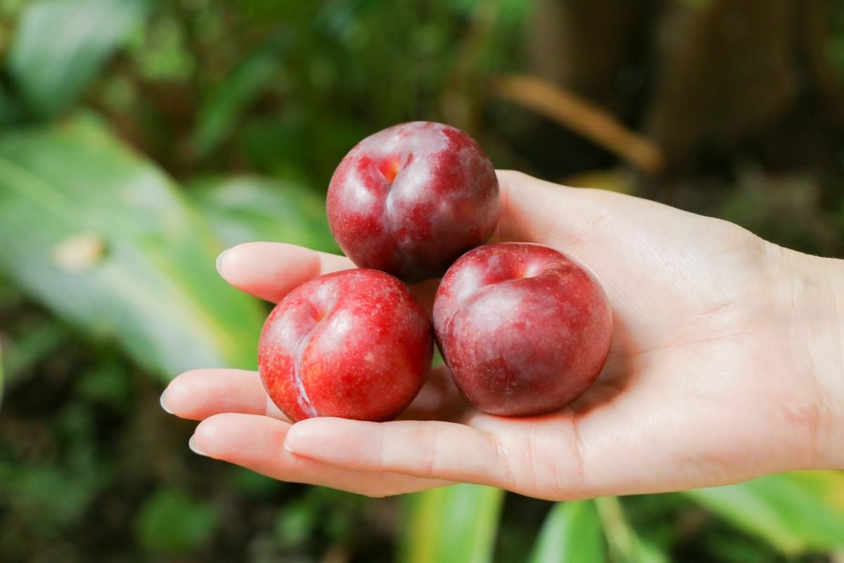 000000000467-01.jpg?size=l&w=