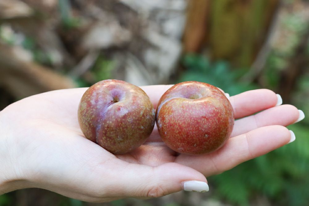 送料無料】奄美産すもも 約3kg M玉以上（スモモ/奄美プラム/花螺李