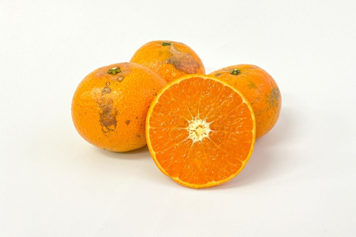 送料無料】奄美産すもも 約3kg M玉以上（スモモ/奄美プラム/花螺李