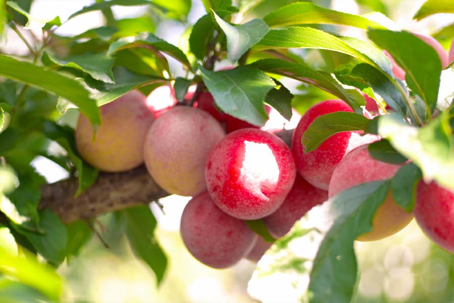 送料無料】奄美産すもも 約3kg M玉以上（スモモ/奄美プラム/花螺李