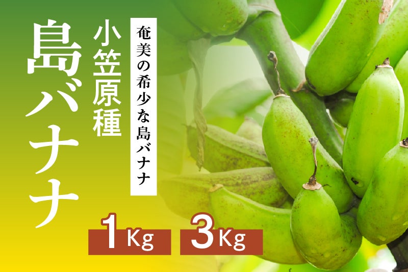 奄美の希少な島バナナ】(小笠原種)(家庭用)約1kg/3kg | 奄美産直いっちば